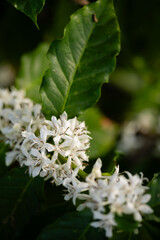 Blooming Coffee Plant with Delicate White Flowers