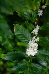 Blooming Coffee Plant with Delicate White Flowers