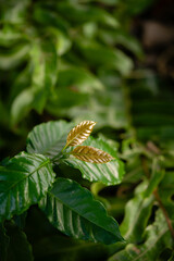 New Growth on Coffee Tree in Early Spring