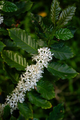 Blooming Coffee Plant with Delicate White Flowers
