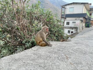 インド・リシケシの野生猿
