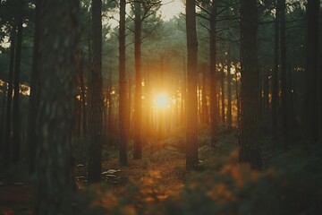 Sunlight filters through tall trees in a serene forest setting.