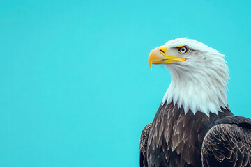 Obraz premium A majestic eagle with a striking yellow beak against a vibrant blue background.
