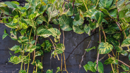 A lush golden pothos (Epipremnum aureum) plant with vibrant green and yellow variegated leaves cascading over a concrete wall