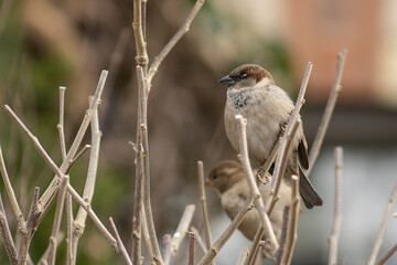 Birds in the park during fall