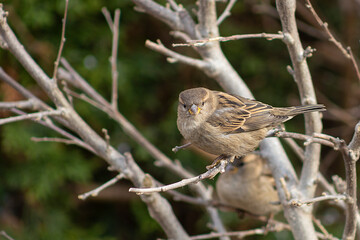 Birds in the park during fall