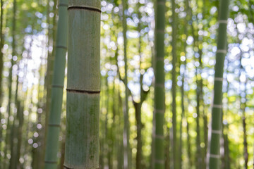 竹林