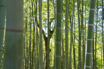 竹林