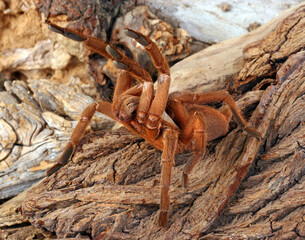 Burmese Brown Tarantula (Chilobrachys sp) in a defensive posture. 