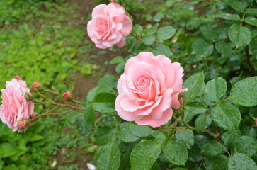 ピンク色のバラ