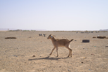 goat on sand