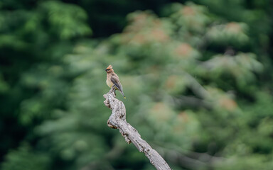 Cedar waxwing on a branch