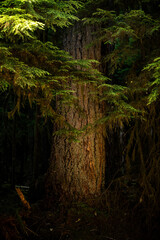 Obraz premium Thick Pine Trunk Catches Sunlight As The Surrounding Forest Fades Into Shadow