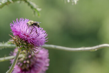 bee on thistle
