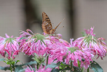 butterfly on bee bomb flower
