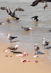seagulls, pelicans and gannets eating carrion and fish in the ocean, seagull concept