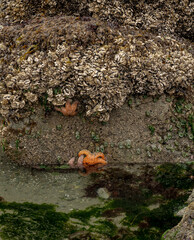 Two Sea Stars Hold On Just Above The Water Level In A Tidal Pool On Meyers Beach