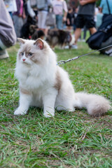 a serene moment of a Ragdoll cat sitting calmly on a lush green field. With its soft, luxurious fur and captivating blue eyes, the cat exudes elegance and tranquility.