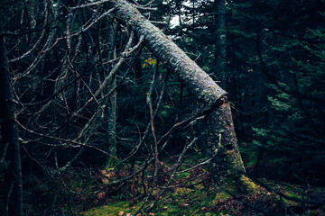 A fallen tree leans against another in a dense forest, showcasing the stillness of nature during an overcast day in autumn