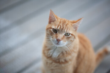 Fototapeta premium A curious orange cat gazing directly at the camera while sitting on a wooden surface during a sunny afternoon at home