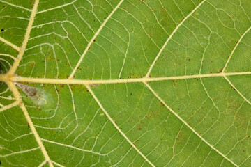 close up macro of fresh yellow leaf veins on a vibrant green textured leaf background