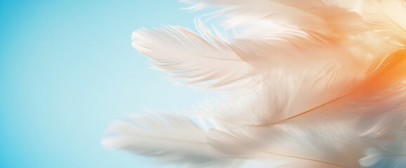 Naklejka premium Soft, light, white feathers on a blue background.
