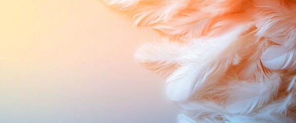 Fototapeta premium Soft, white feathers with warm light.