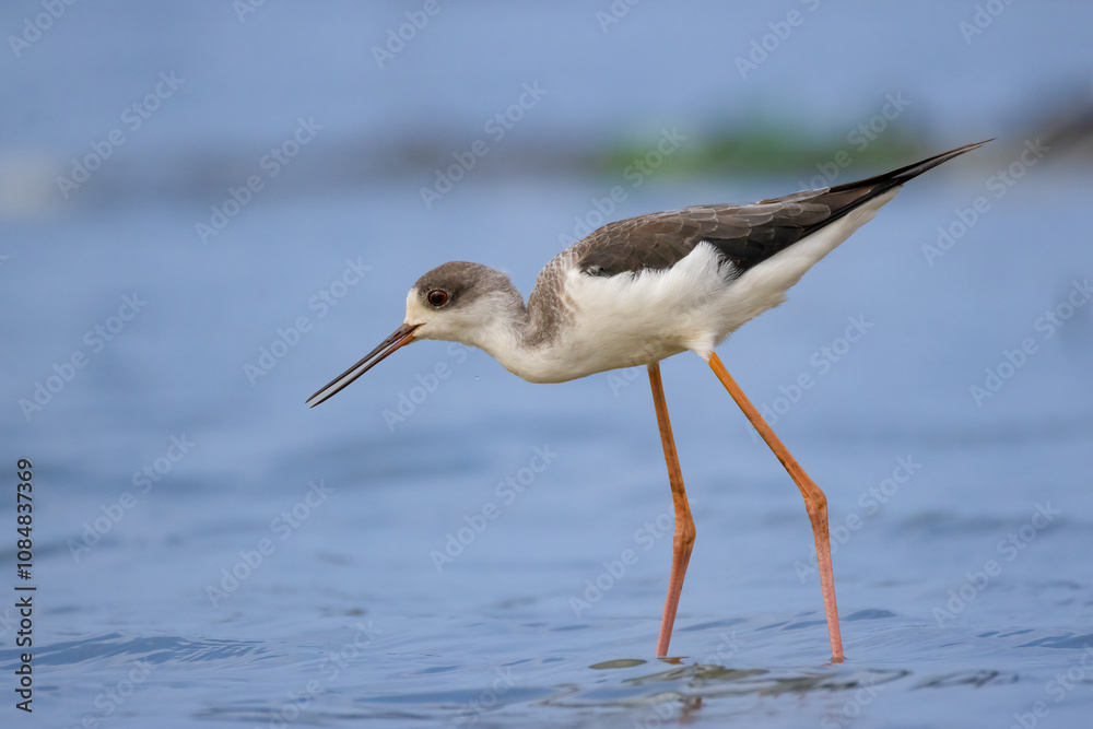 Wall mural white stork on the beach