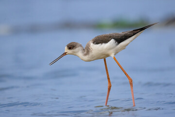 white stork on the beach