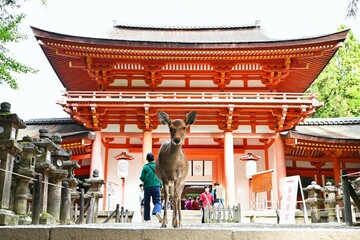A tourist attraction in Japan. Kasuga Taisha Shrine in Nara City. The deer around Nara Park are...
