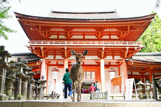 A tourist attraction in Japan. Kasuga Taisha Shrine in Nara City. The deer around Nara Park are considered messengers of the gods and are protected as a national natural monument.