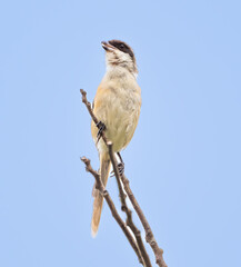 blue tit on a branch