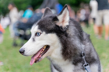 a striking Siberian Husky gracefully walking through a green grassy field. Its wolf-like appearance, with piercing blue eyes and a fluffy double coat, exudes both elegance and strength.