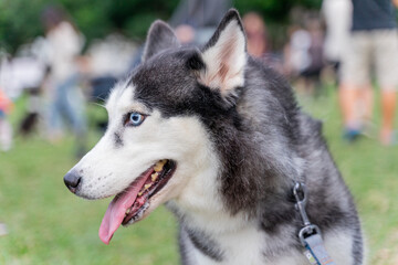 a striking Siberian Husky gracefully walking through a green grassy field. Its wolf-like appearance, with piercing blue eyes and a fluffy double coat, exudes both elegance and strength.