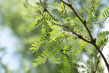 Mesquite leaves