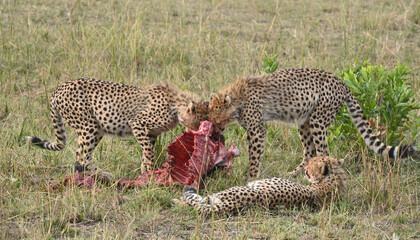 cheetah in the savannah