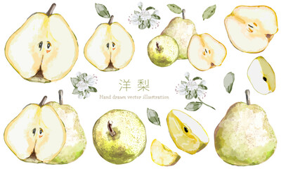 水彩で描いた洋梨（ラフランス）のイラスト素材セット