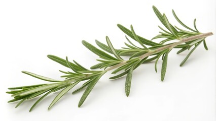 Fototapeta premium A Fresh Sprig of Rosemary on a White Background, Ideal for Culinary or Herbal Applications