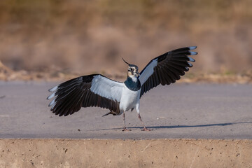 vulture in the serengeti