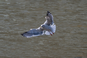 seagull flying over the sea