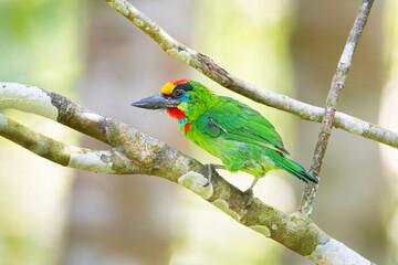 lilac breasted roller