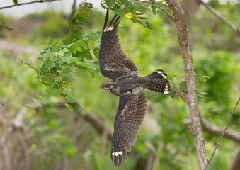 red tailed hawk in flight