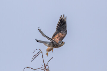 red tailed hawk in flight