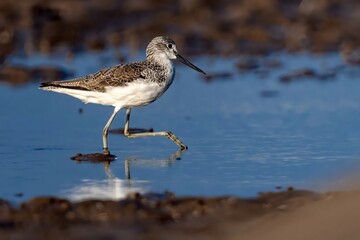 seagull on the beach