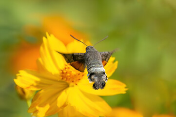 bee on yellow flower