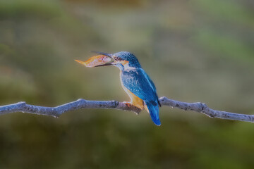 kingfisher on branch