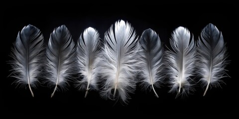 Obraz premium A Row of Delicate Bird Feathers Against a Dark Background, Showing Variations in Tone and Texture