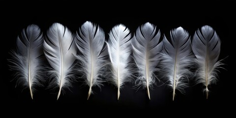 Obraz premium Seven Delicate White Feathers Arranged in a Row Against a Dark Background