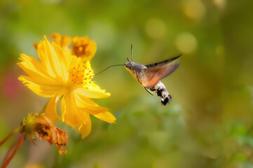 butterfly on flower
