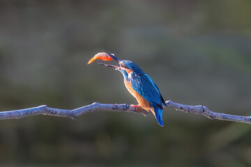 kingfisher on branch
